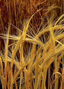 Barley sheaves (Wikimedia Commons)
