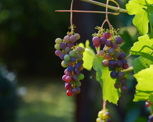grapes-1659118_1920
