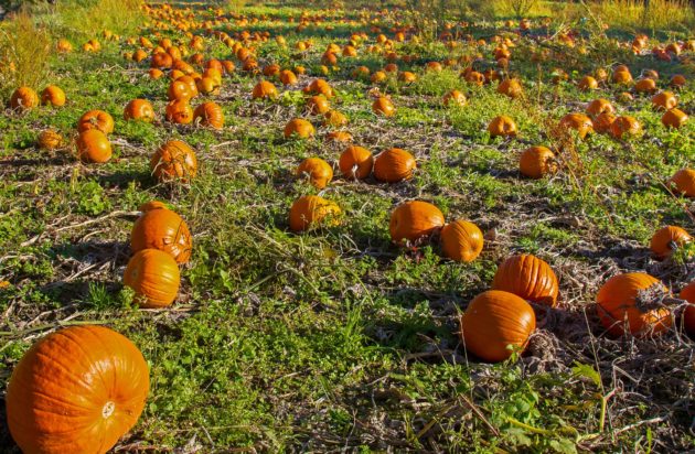 pumpkin fields